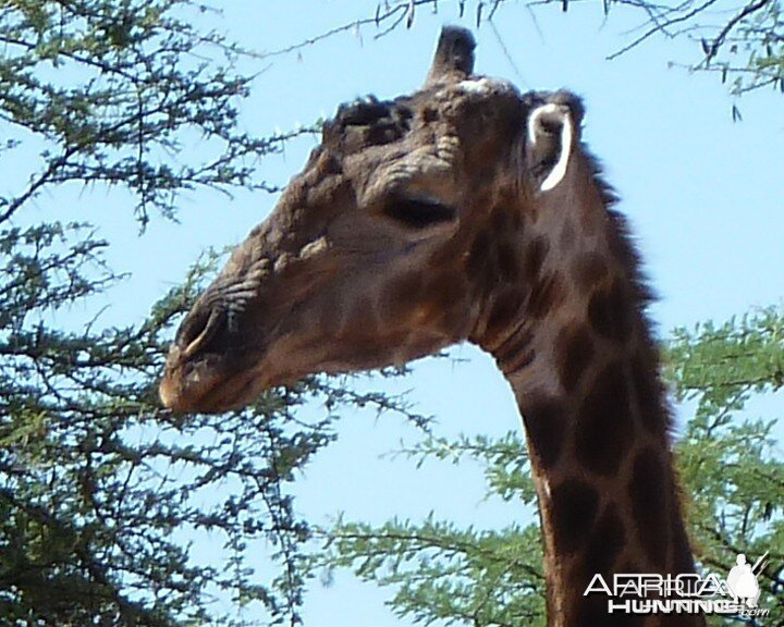 30 Year Old Giraffe Bull Namibia