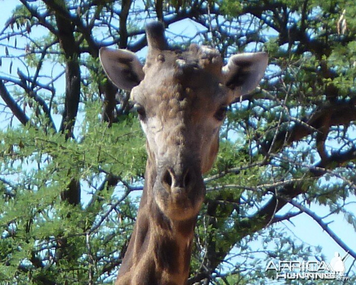 30 Year Old Giraffe Bull Namibia