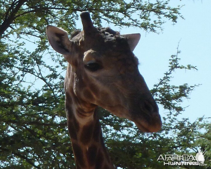 30 Year Old Giraffe Bull Namibia