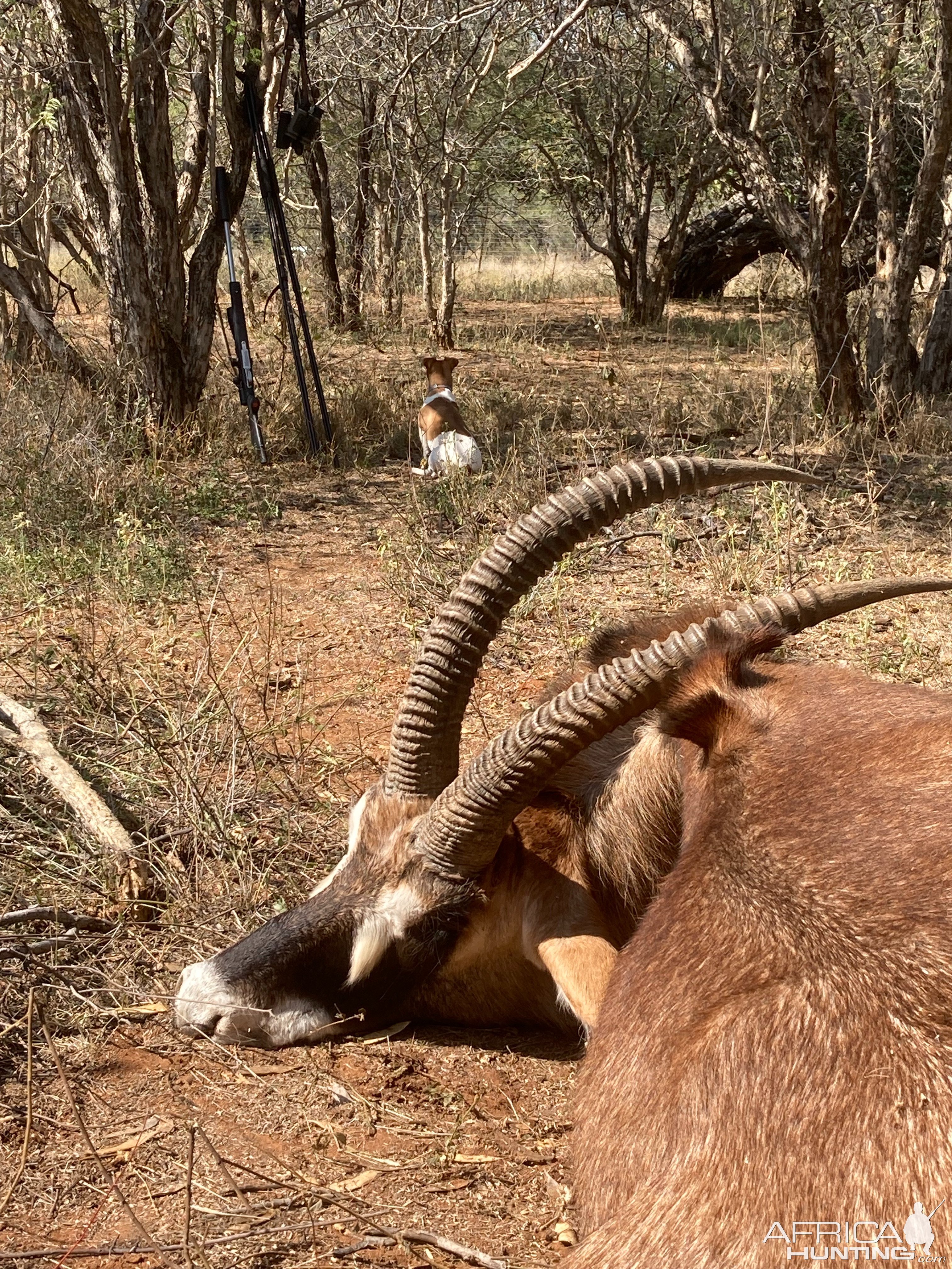 31 Inch Roan Hunt South Africa