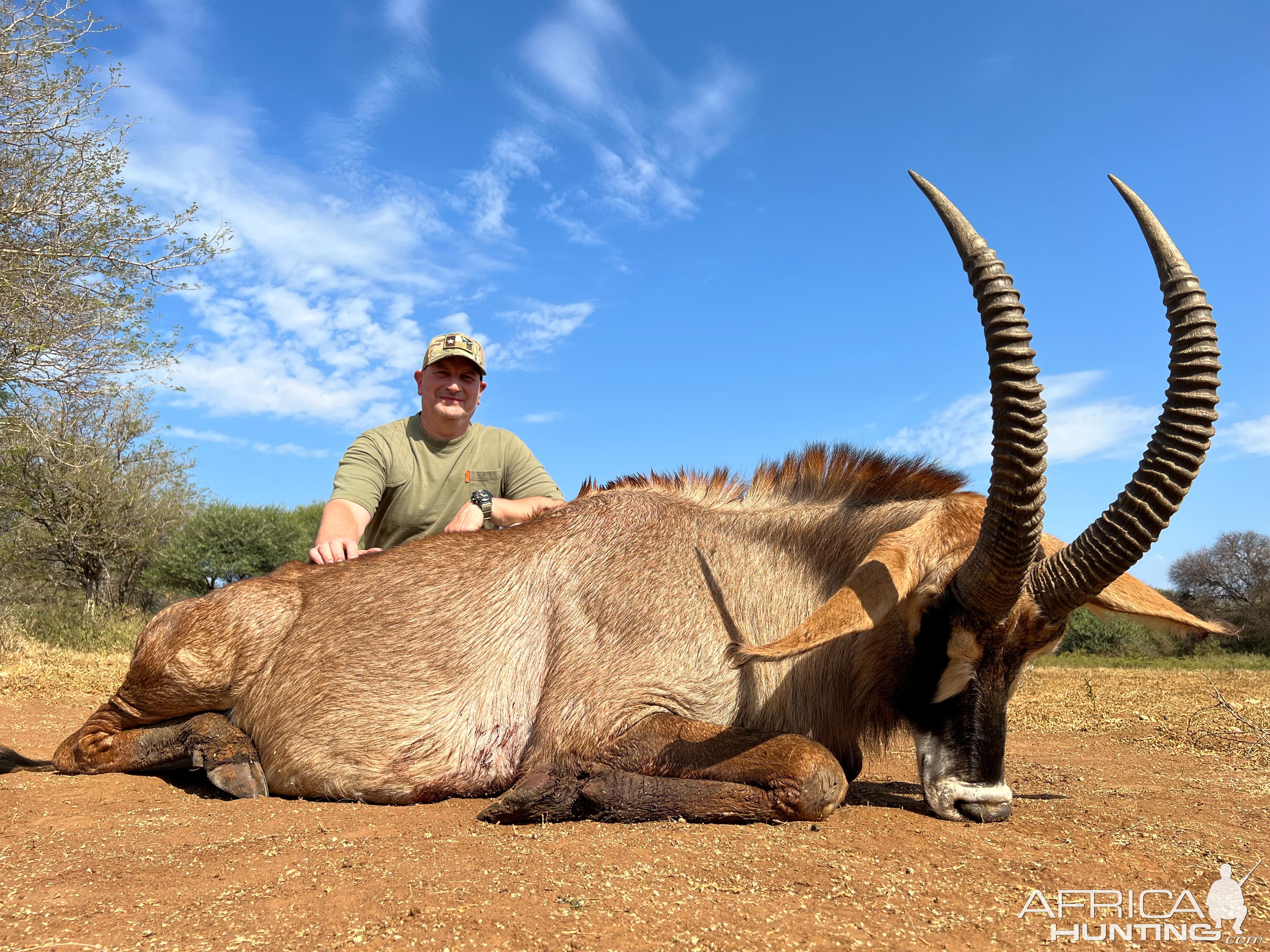 31 Inch Roan Hunt South Africa