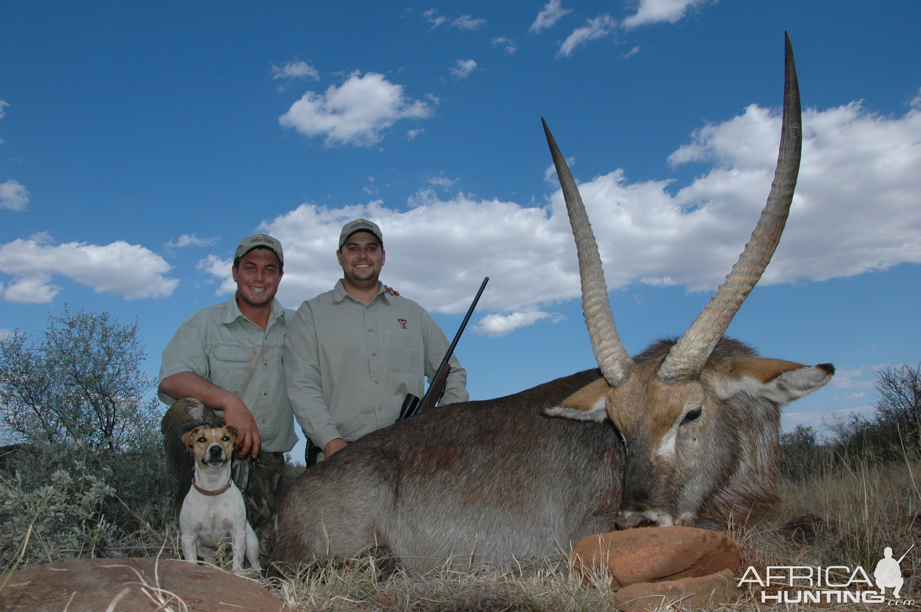 31 inch Waterbuck