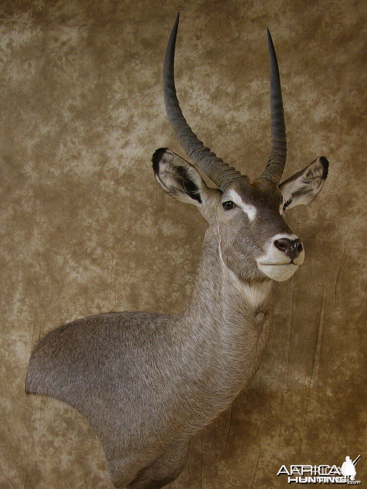 32" Waterbuck Wall Pedestal by The Artistry of Wildlife