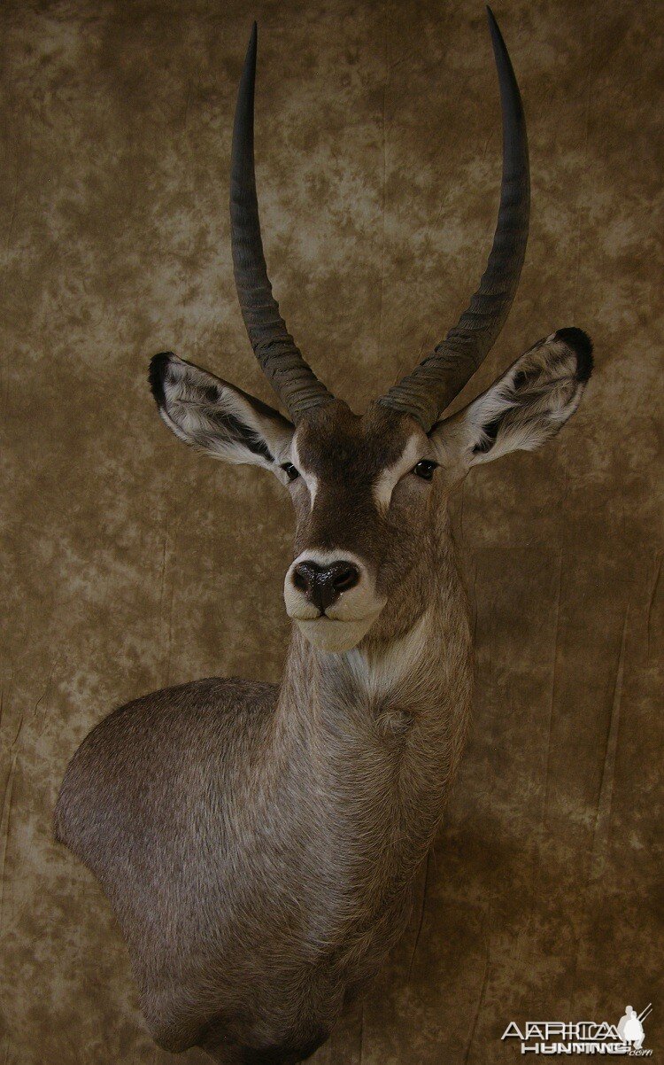 32" Waterbuck Wall Pedestal by The Artistry of Wildlife