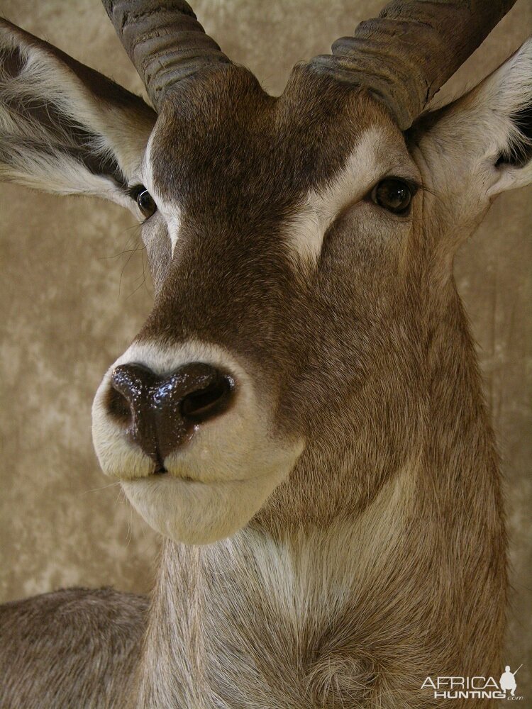 32" Waterbuck Wall Pedestal by The Artistry of Wildlife