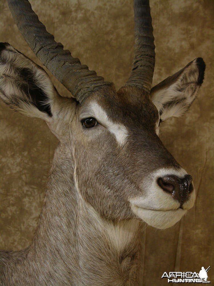 32" Waterbuck Wall Pedestal by The Artistry of Wildlife