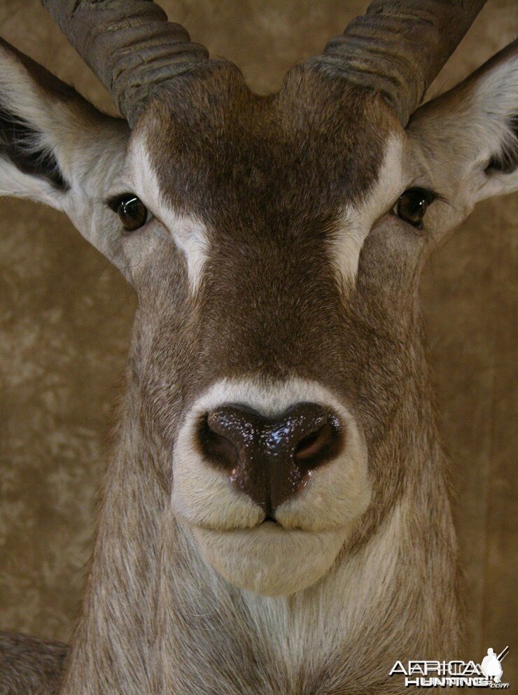 32" Waterbuck Wall Pedestal by The Artistry of Wildlife