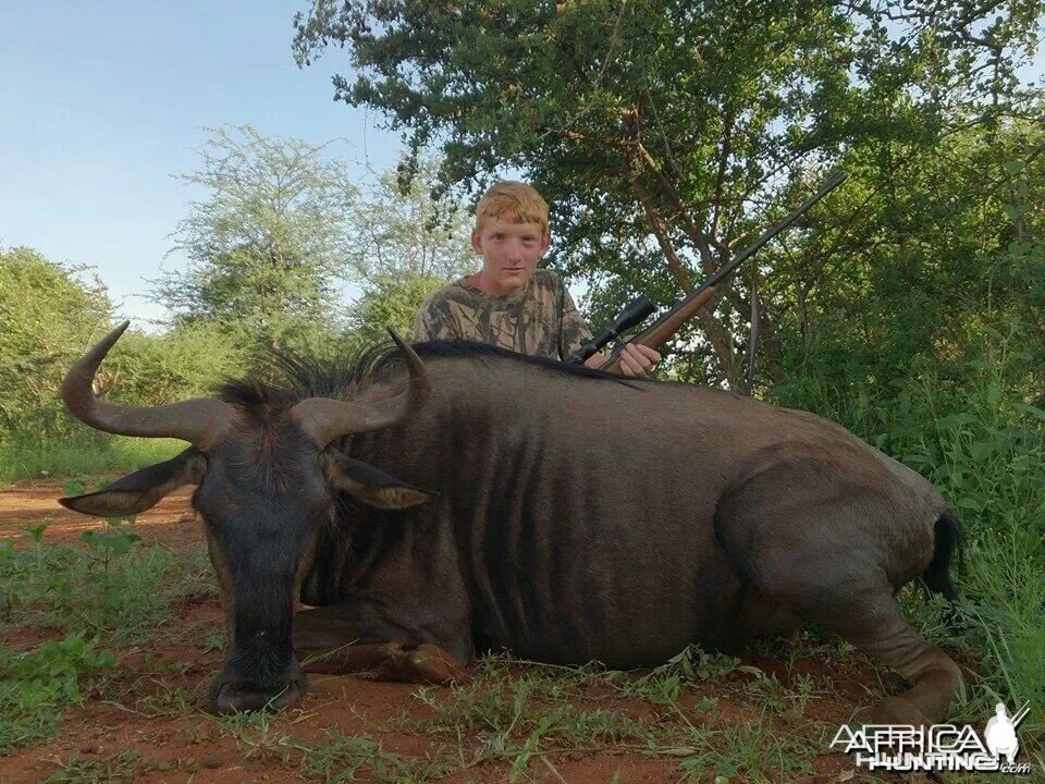 34'' blue wildebeest cow . harmonie safaris.