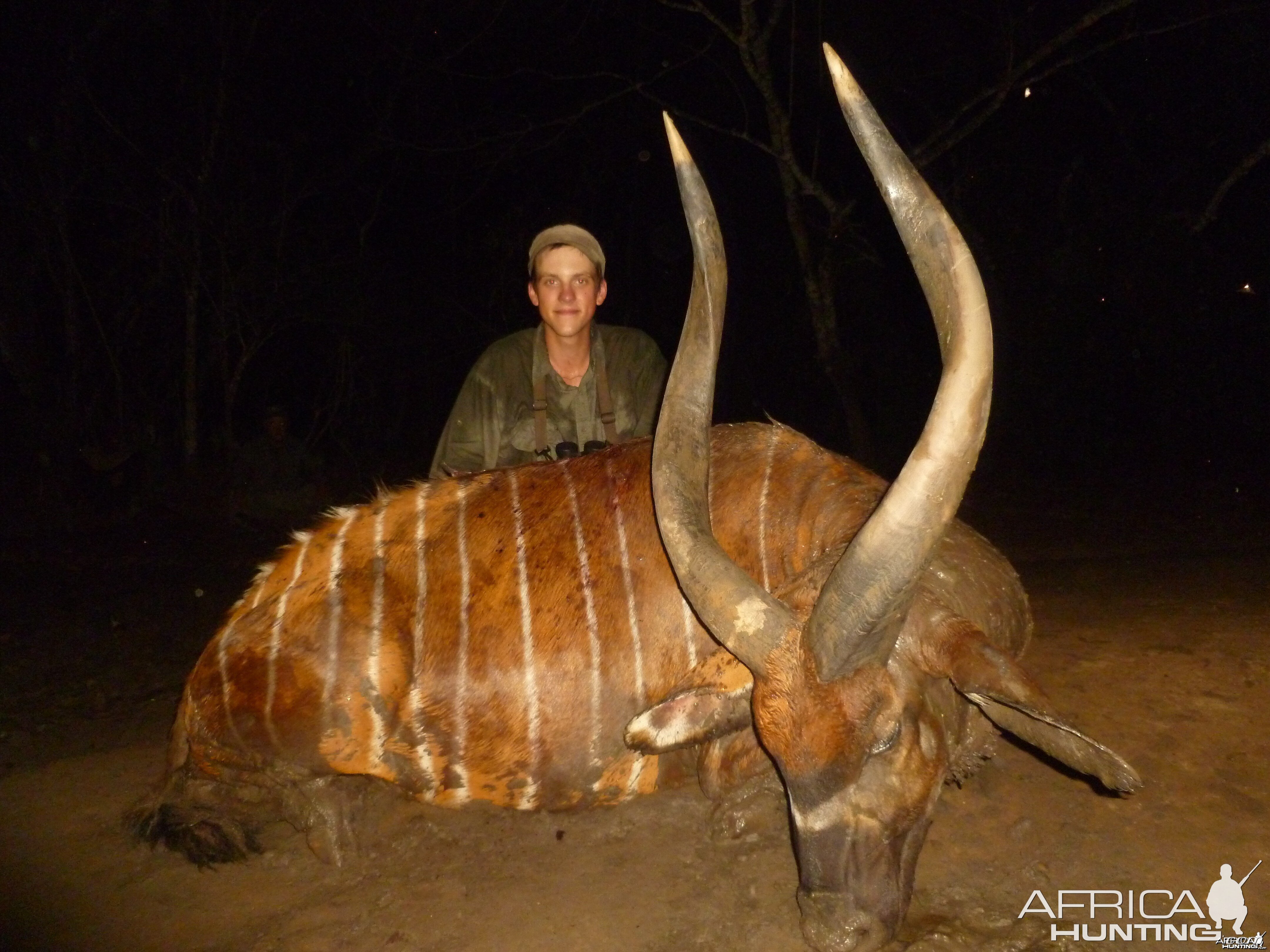 35.5 inch Bongo