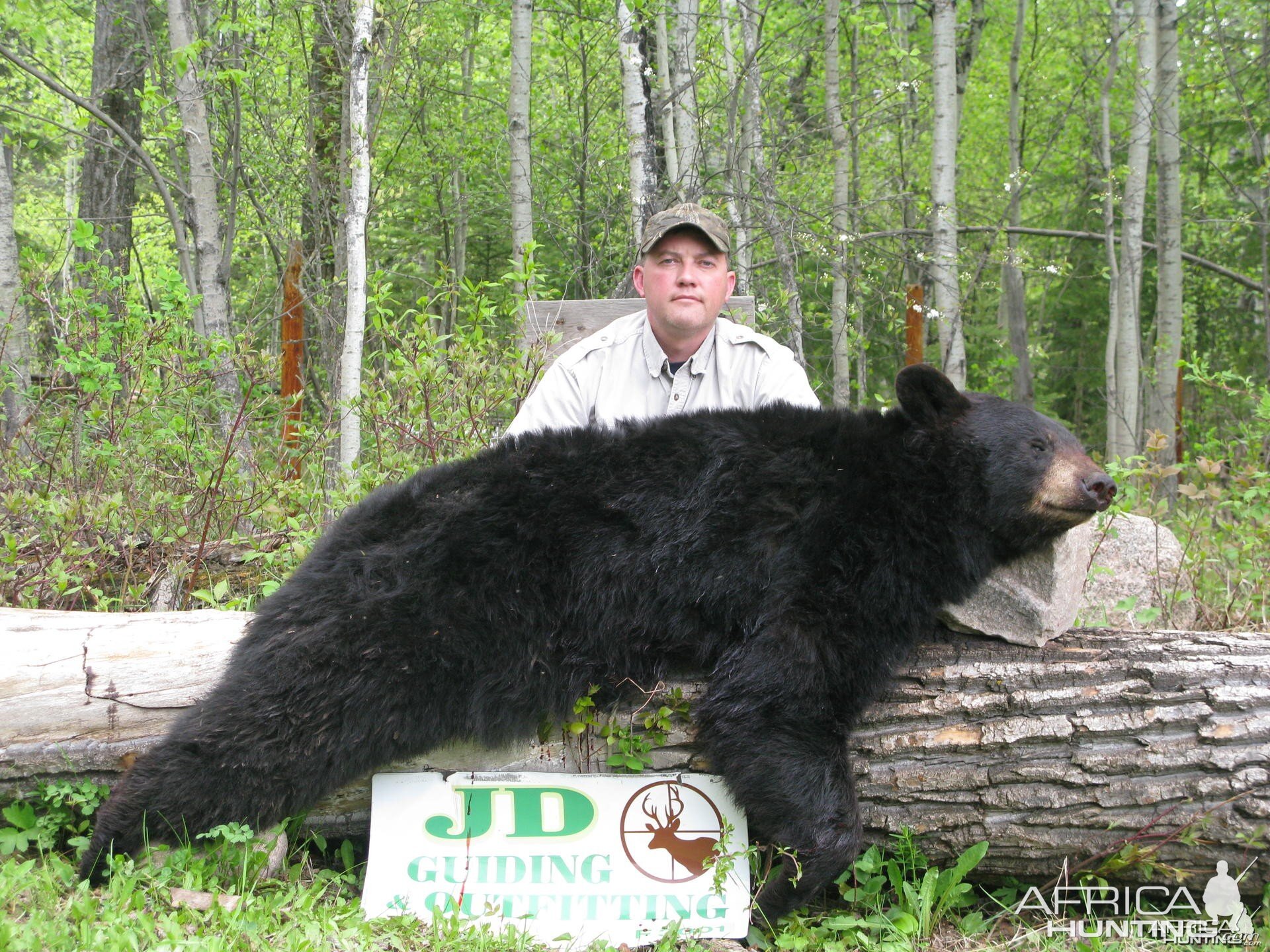 350lbs Black Bear Canada