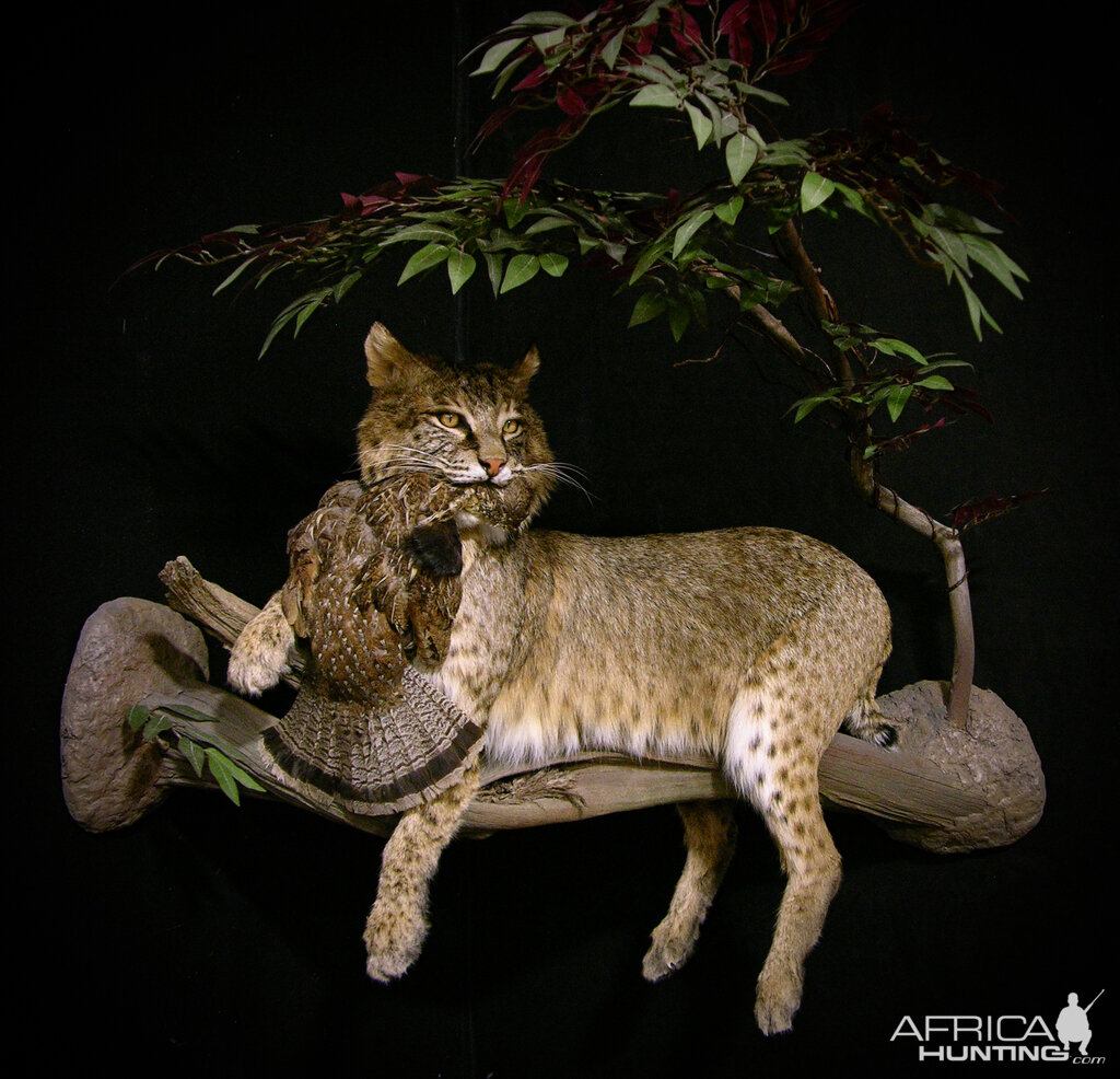 38lb Bobcat Full Mount Taxidermy