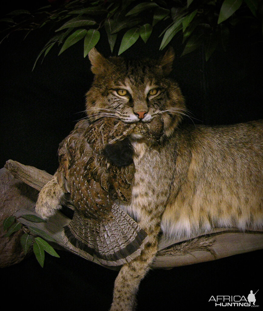 38lb Bobcat Full Mount Taxidermy