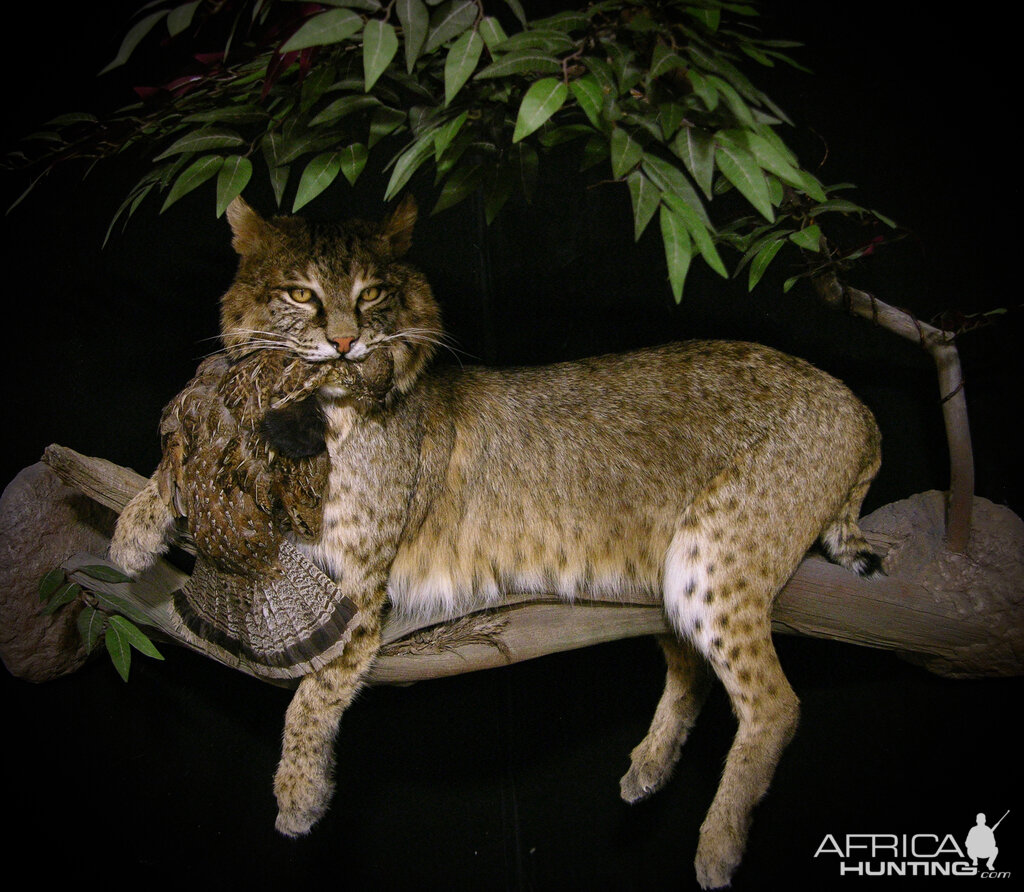 38lb Bobcat Full Mount Taxidermy