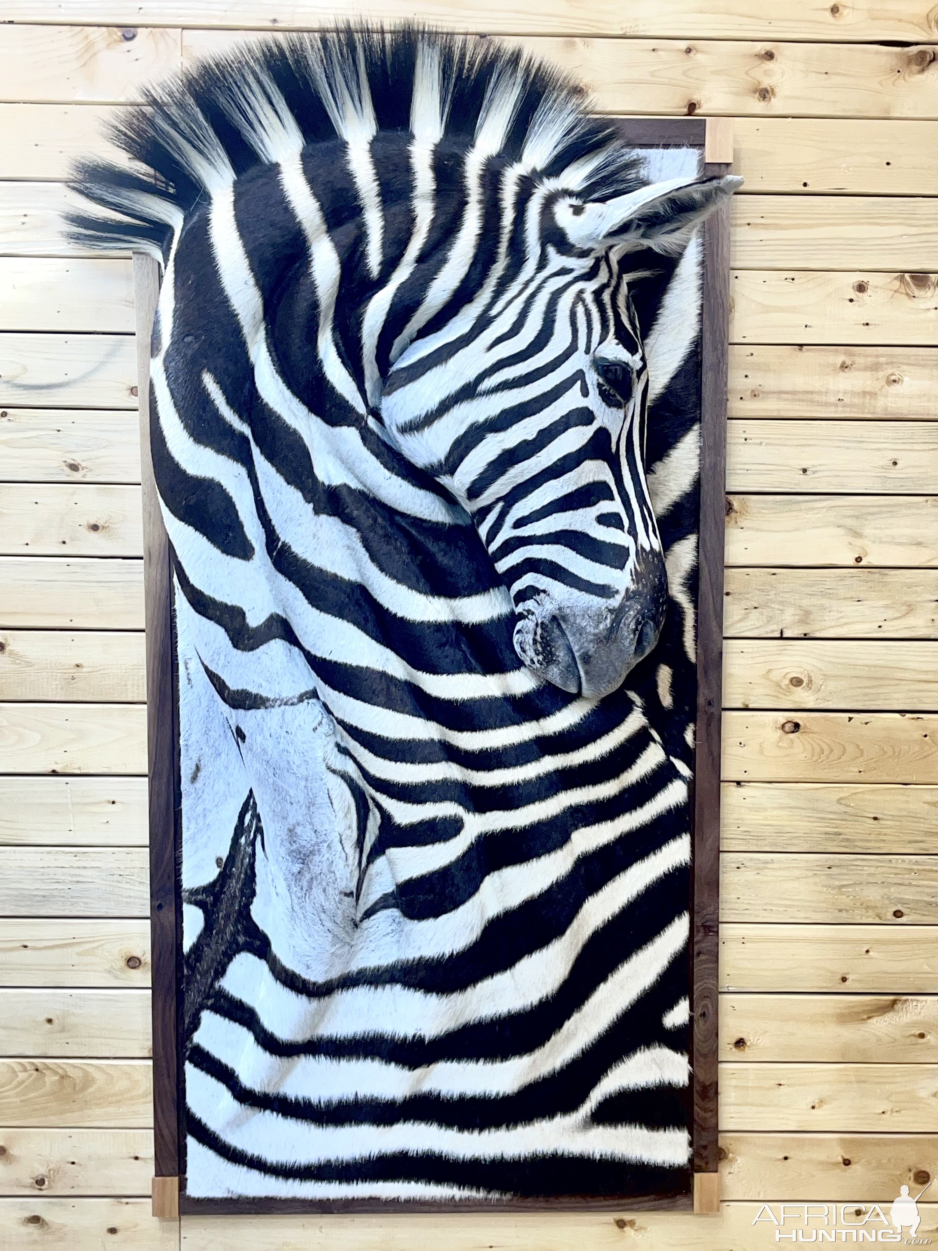 3D Zebra Wall Mount Taxidermy