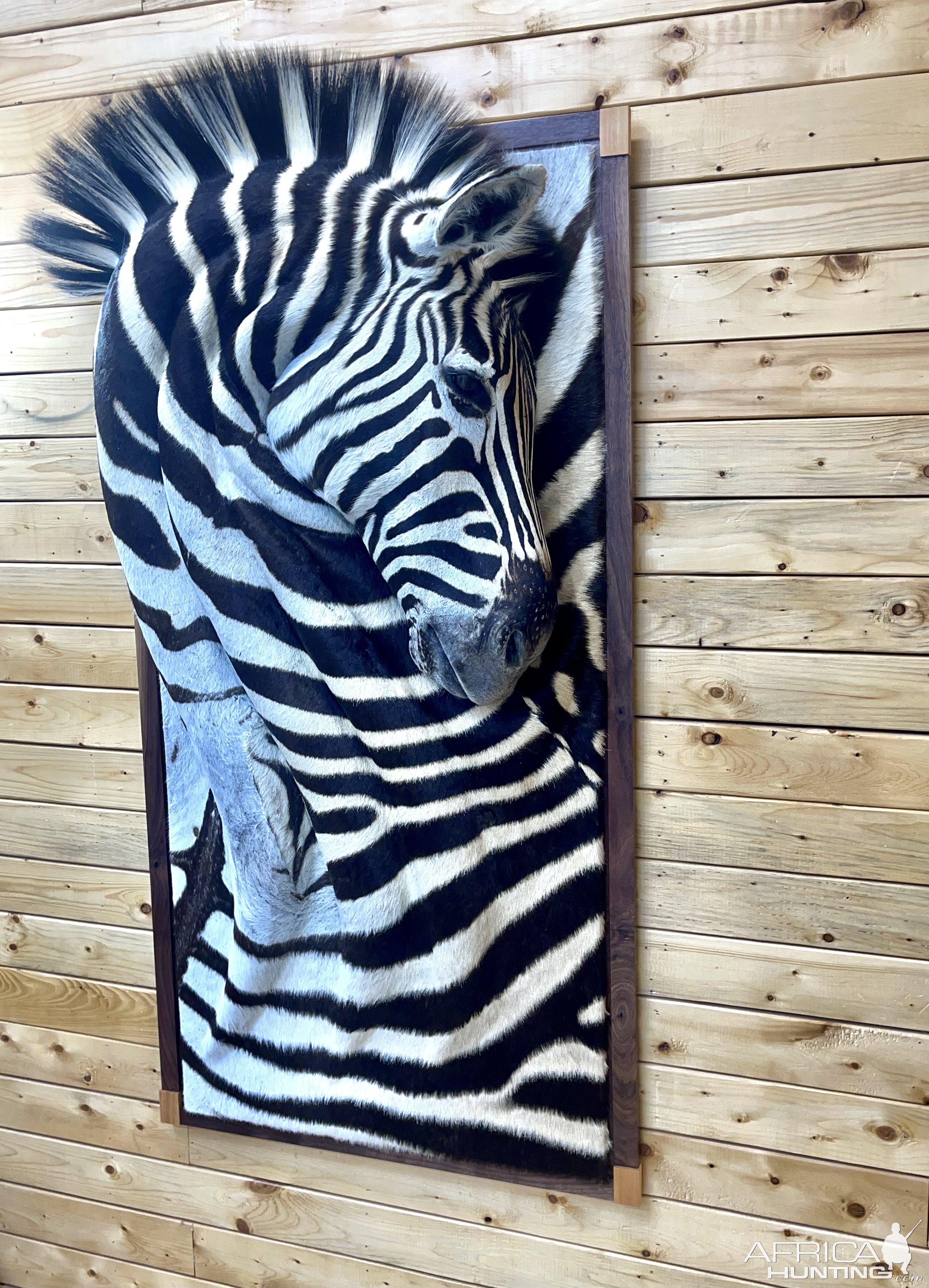 3D Zebra Wall Mount Taxidermy