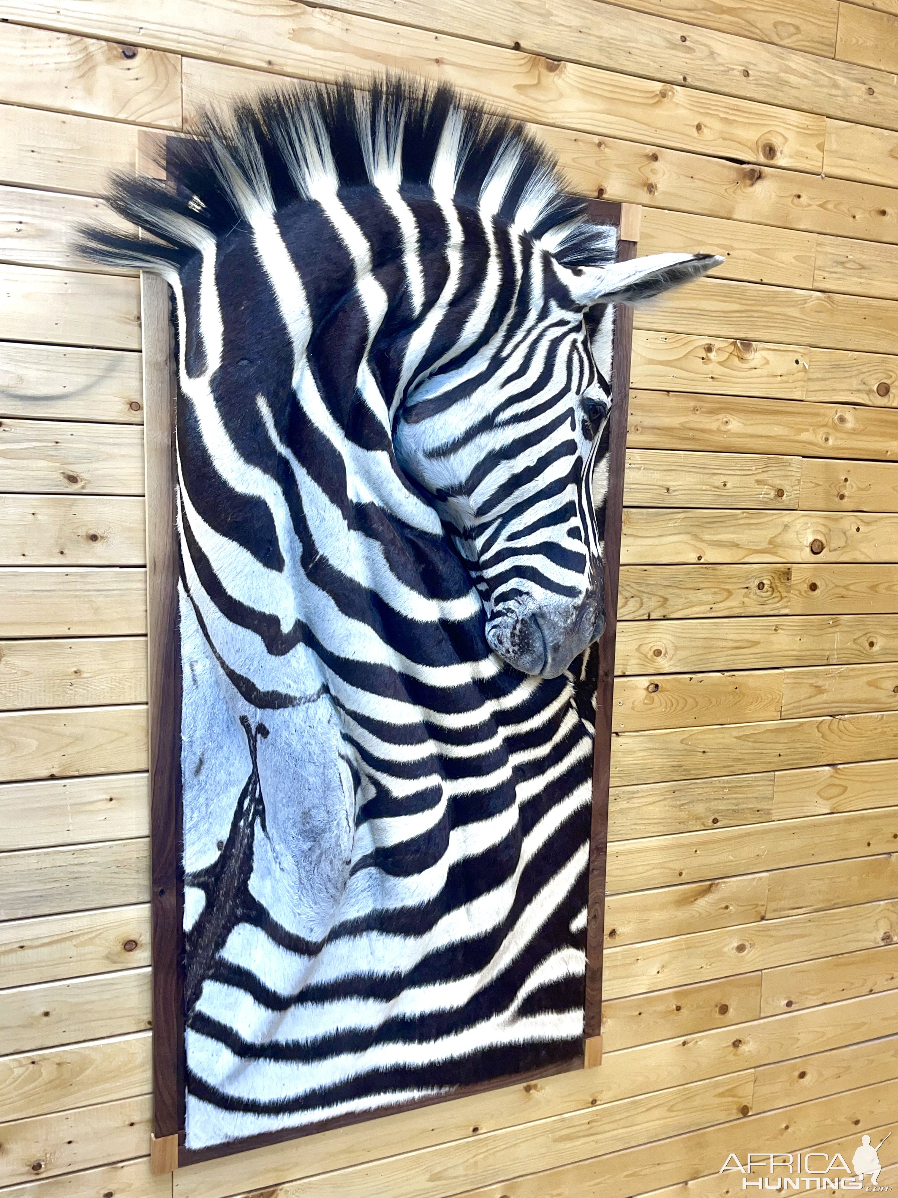 3D Zebra Wall Mount Taxidermy