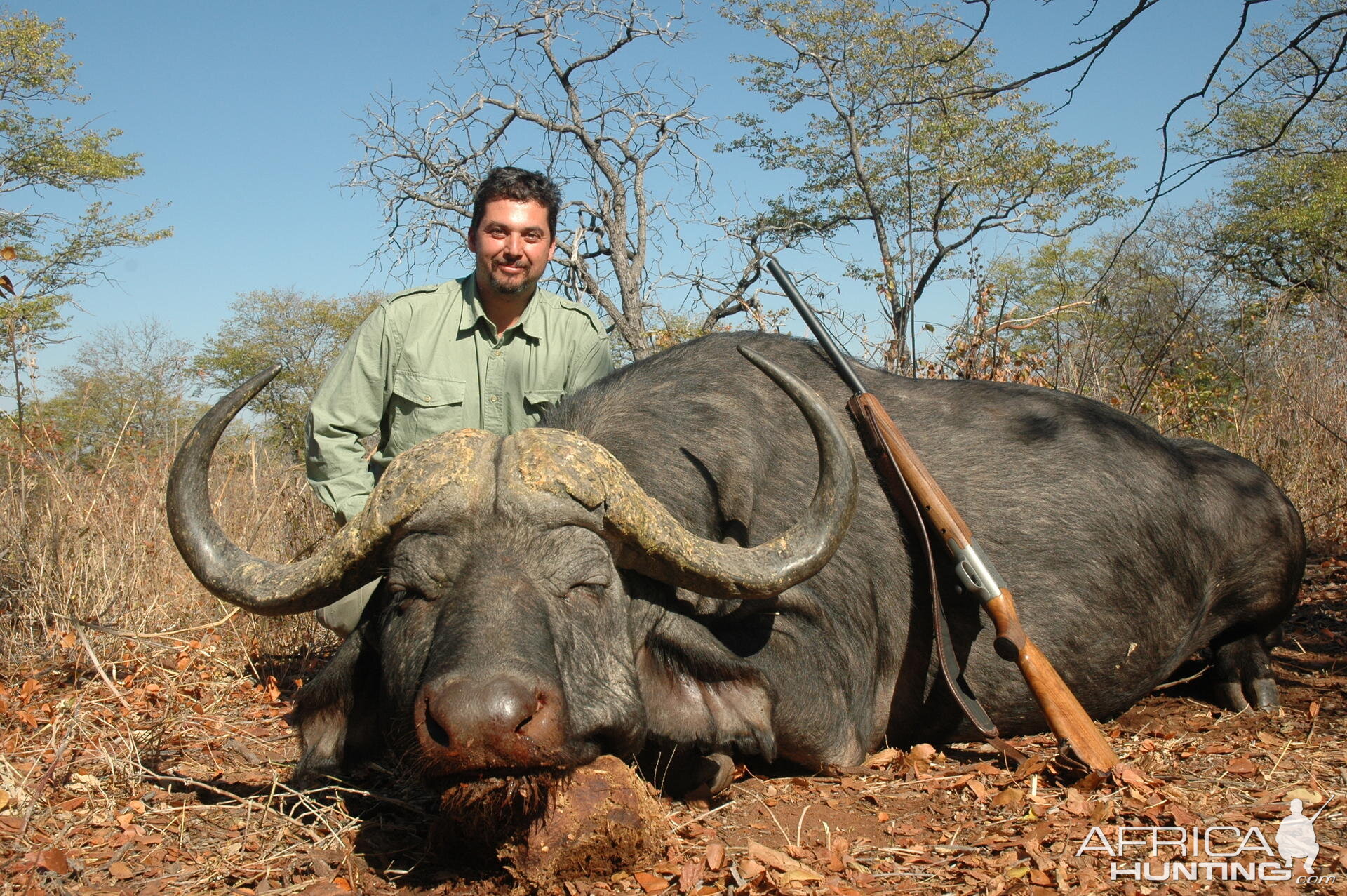 40 inch Buffalo hunted in Zimbabwe