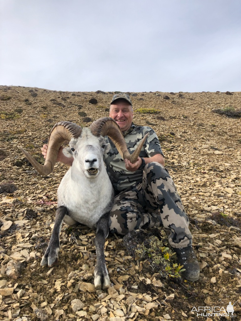 40" Inch Stone Sheep Hunt Canada