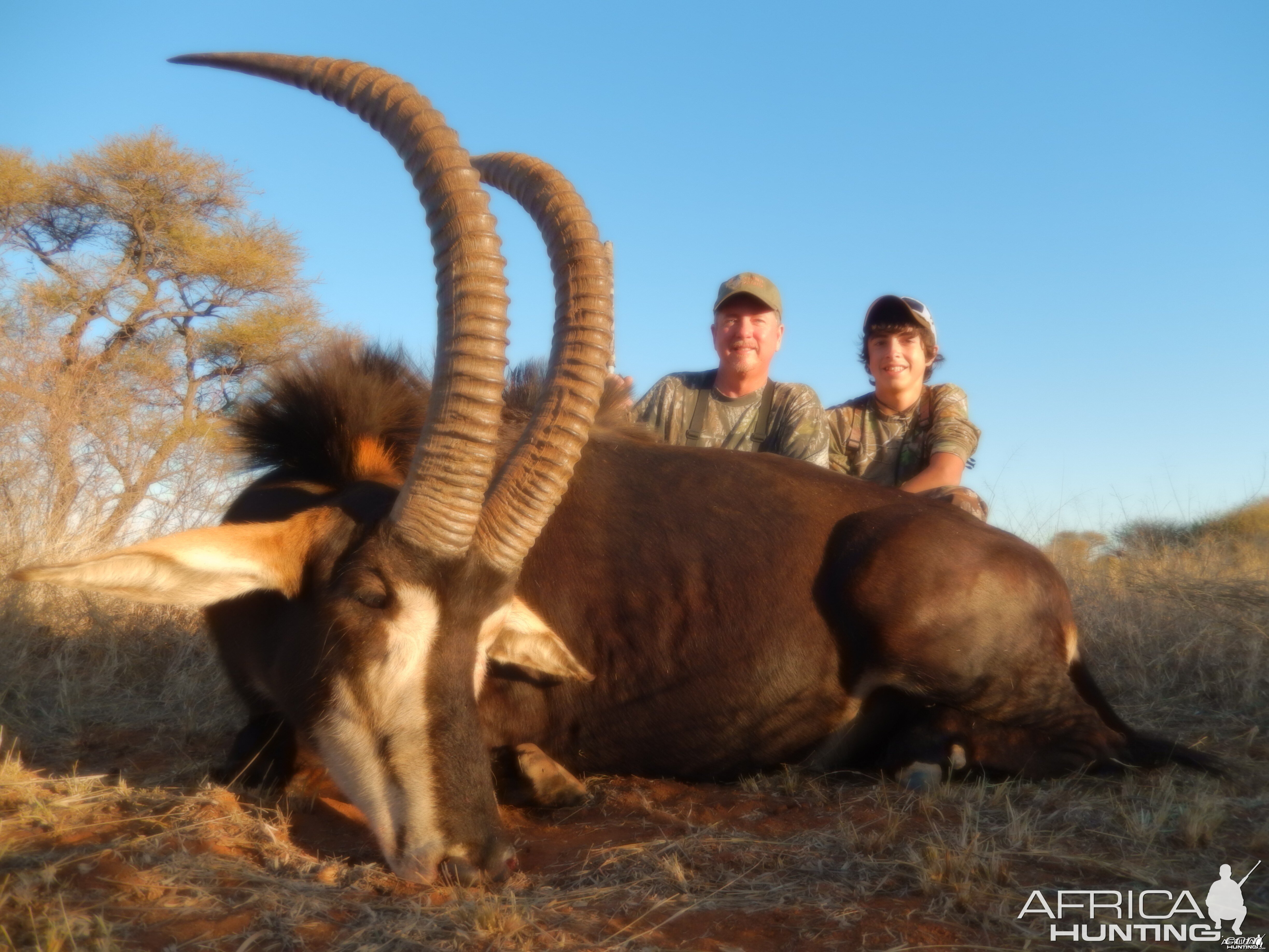 40'' limpopo sable