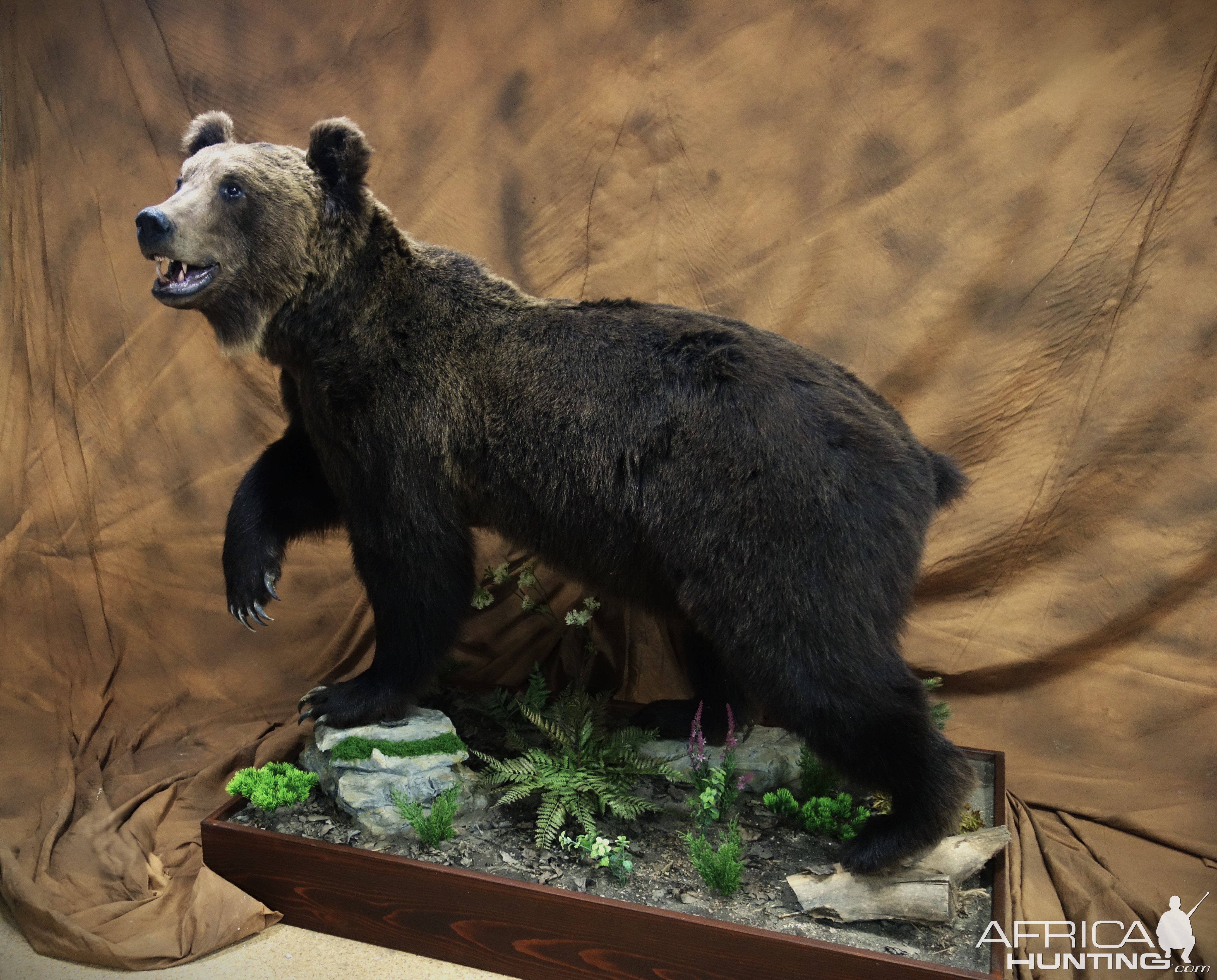 400CIC Class Bear Taxidermy