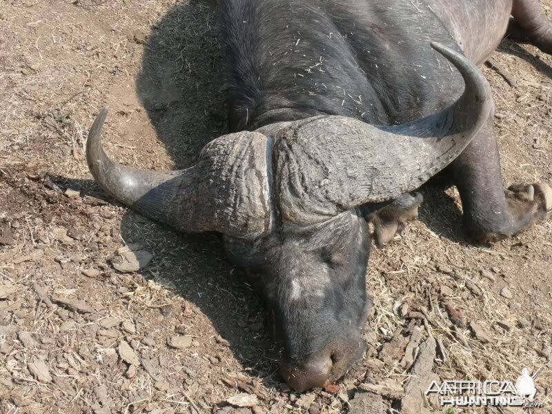 41" Buffalo hunted in MKuze Falls PGR, Kwazulu Natal, RSA