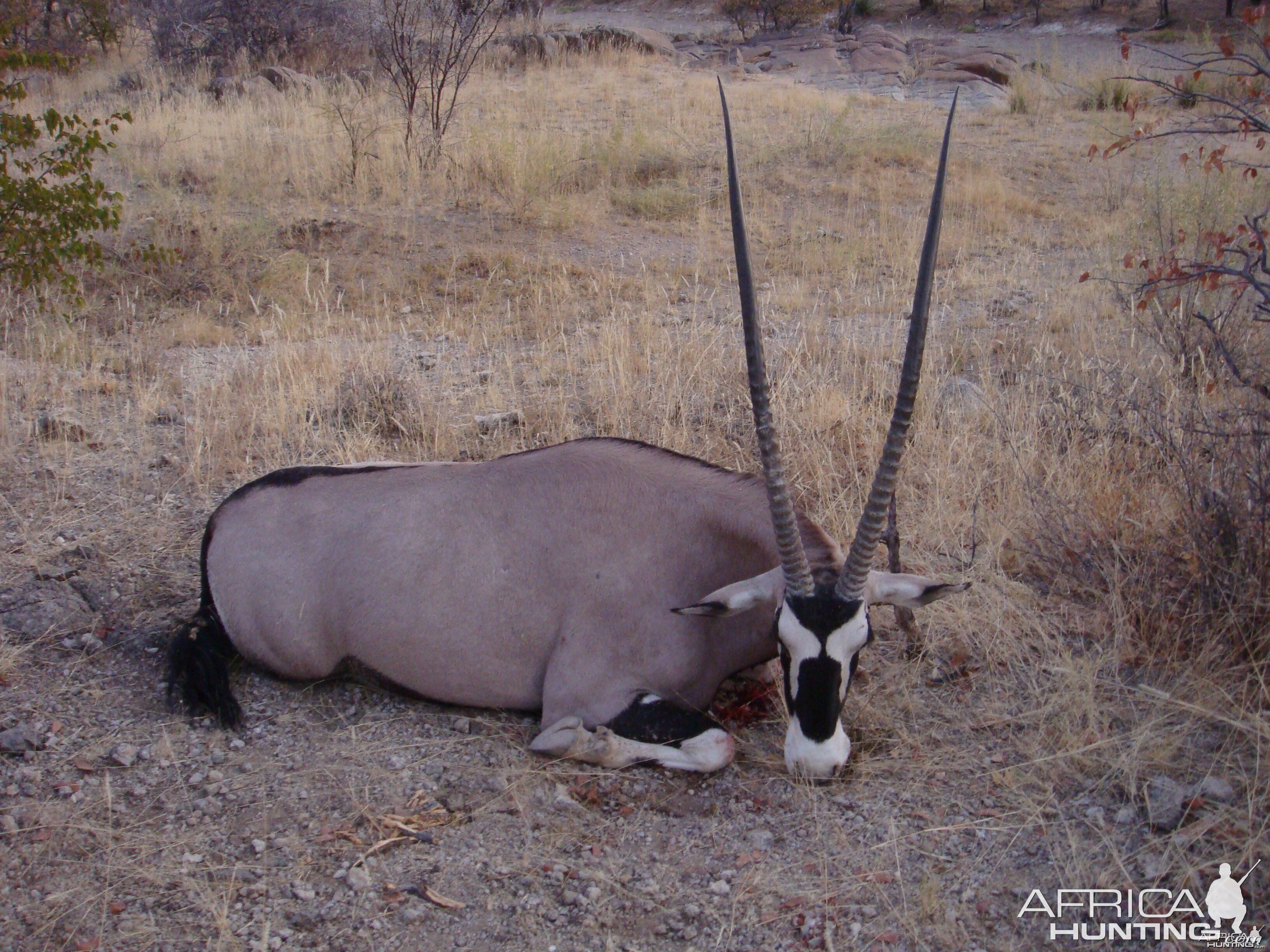 41" Female Gemsbok hunted at Westfalen Hunting Safaris Namibia