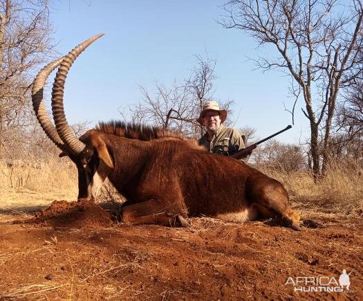 41" Inch Sable Hunting South Africa