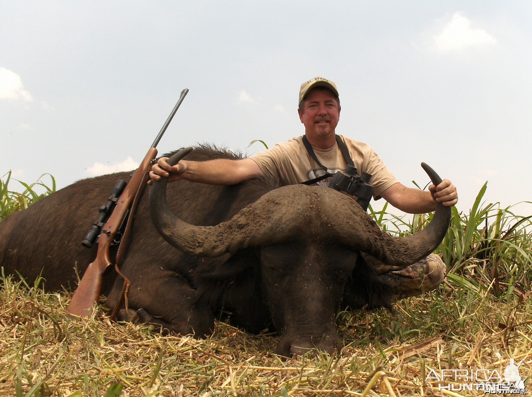 41'' mozambique cape buffalo