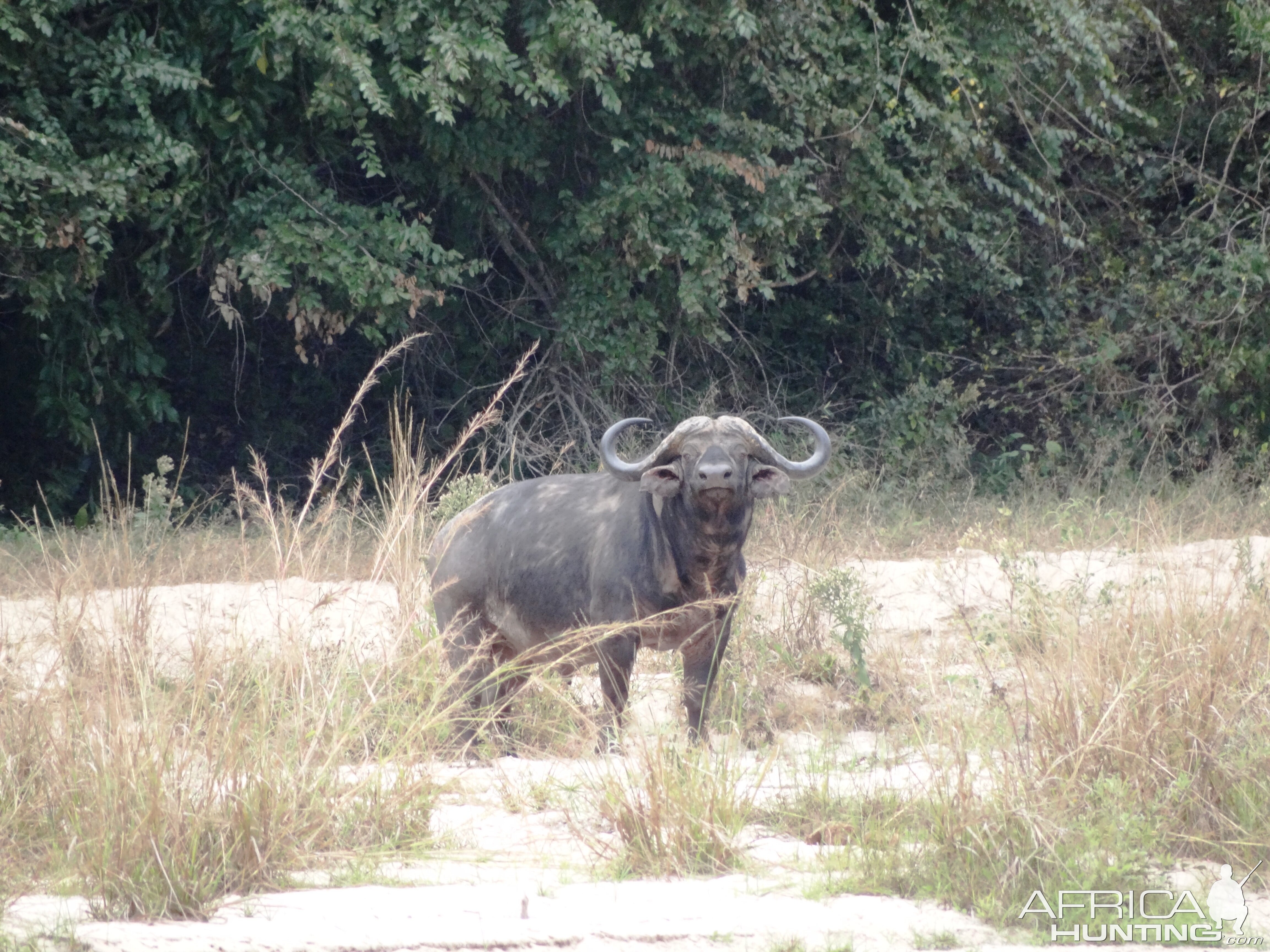 42'' cape buffalo - Tanzania