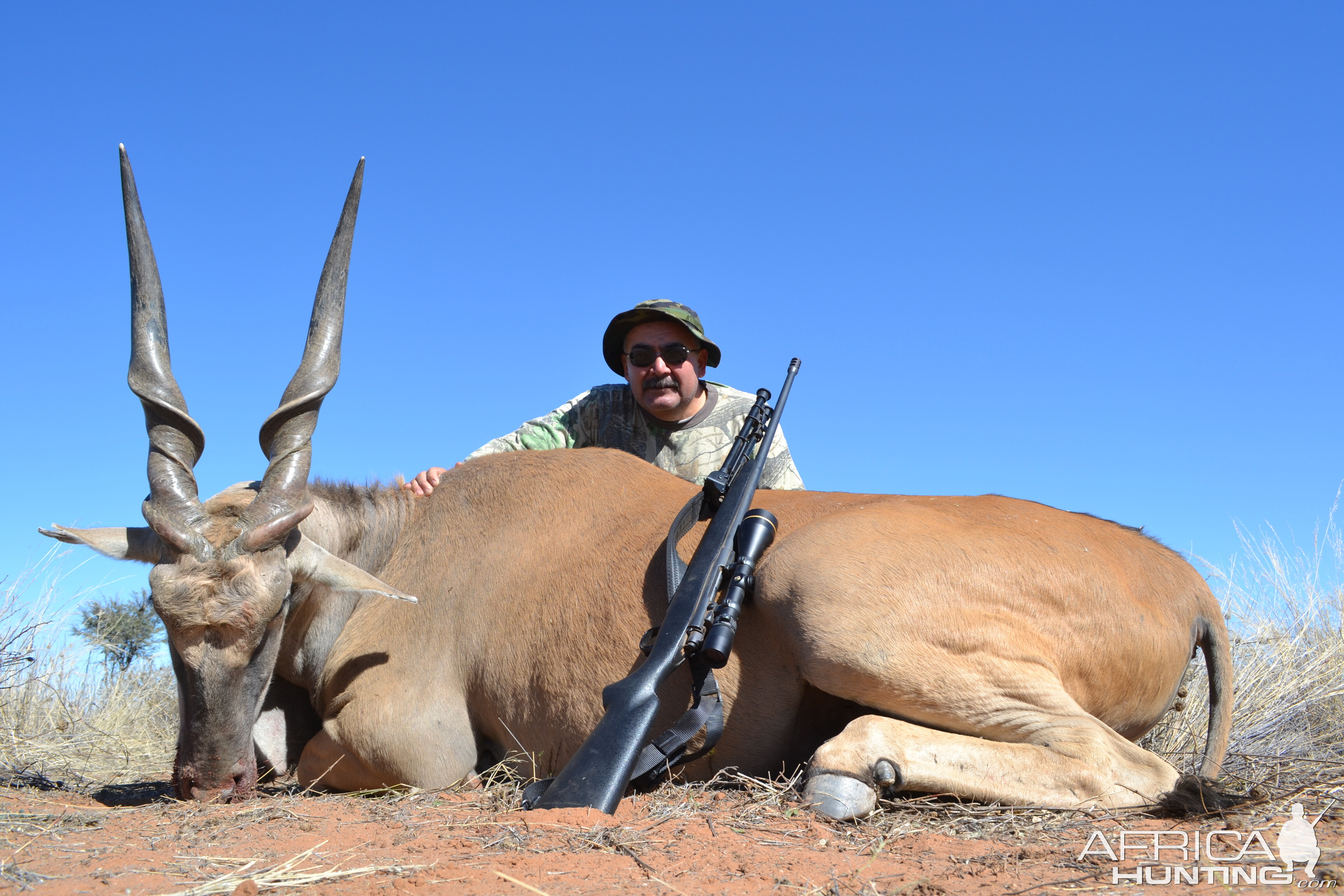 42 inch Eland bull