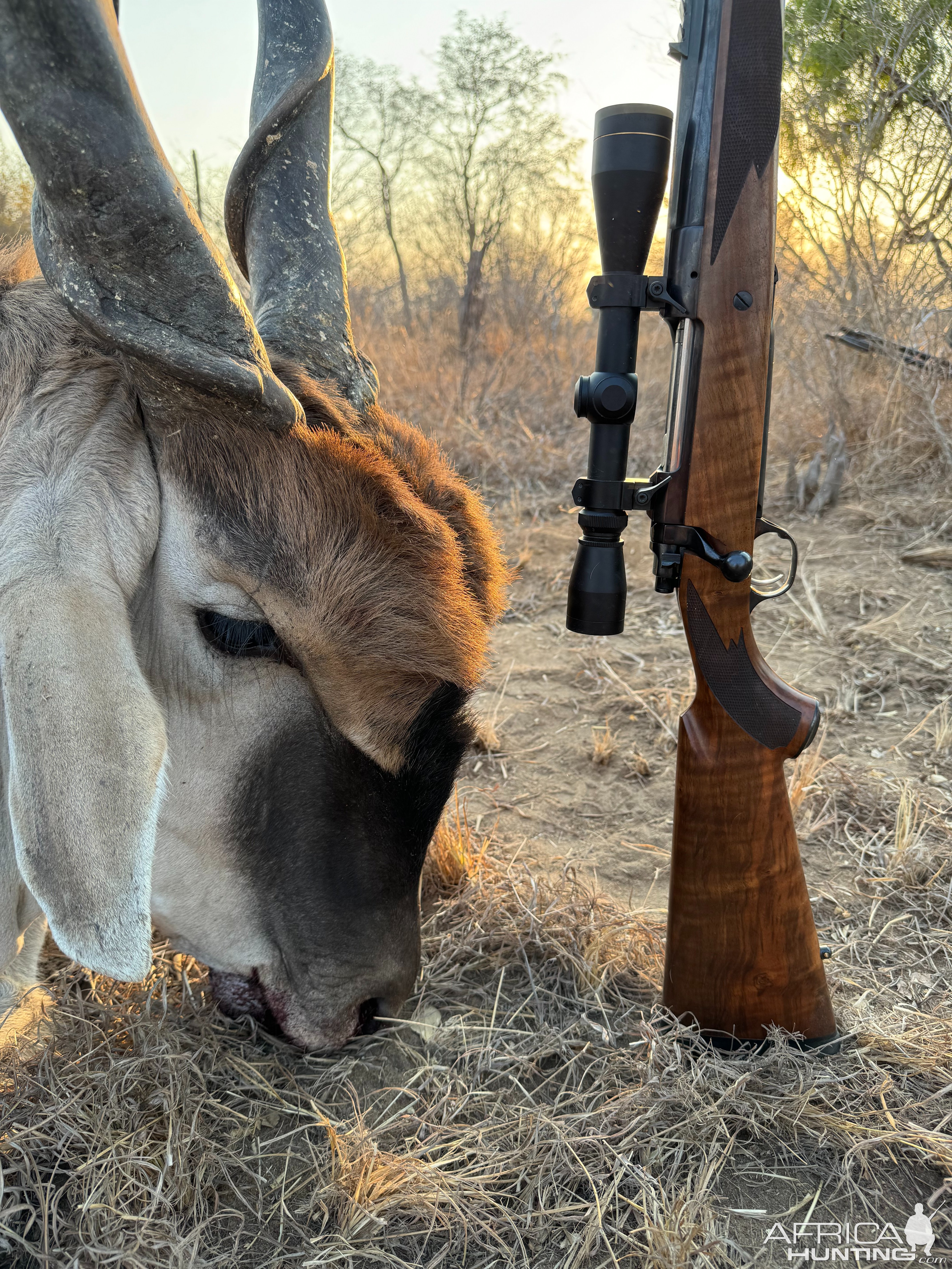 42 Inch Eland Hunt Zimbabwe