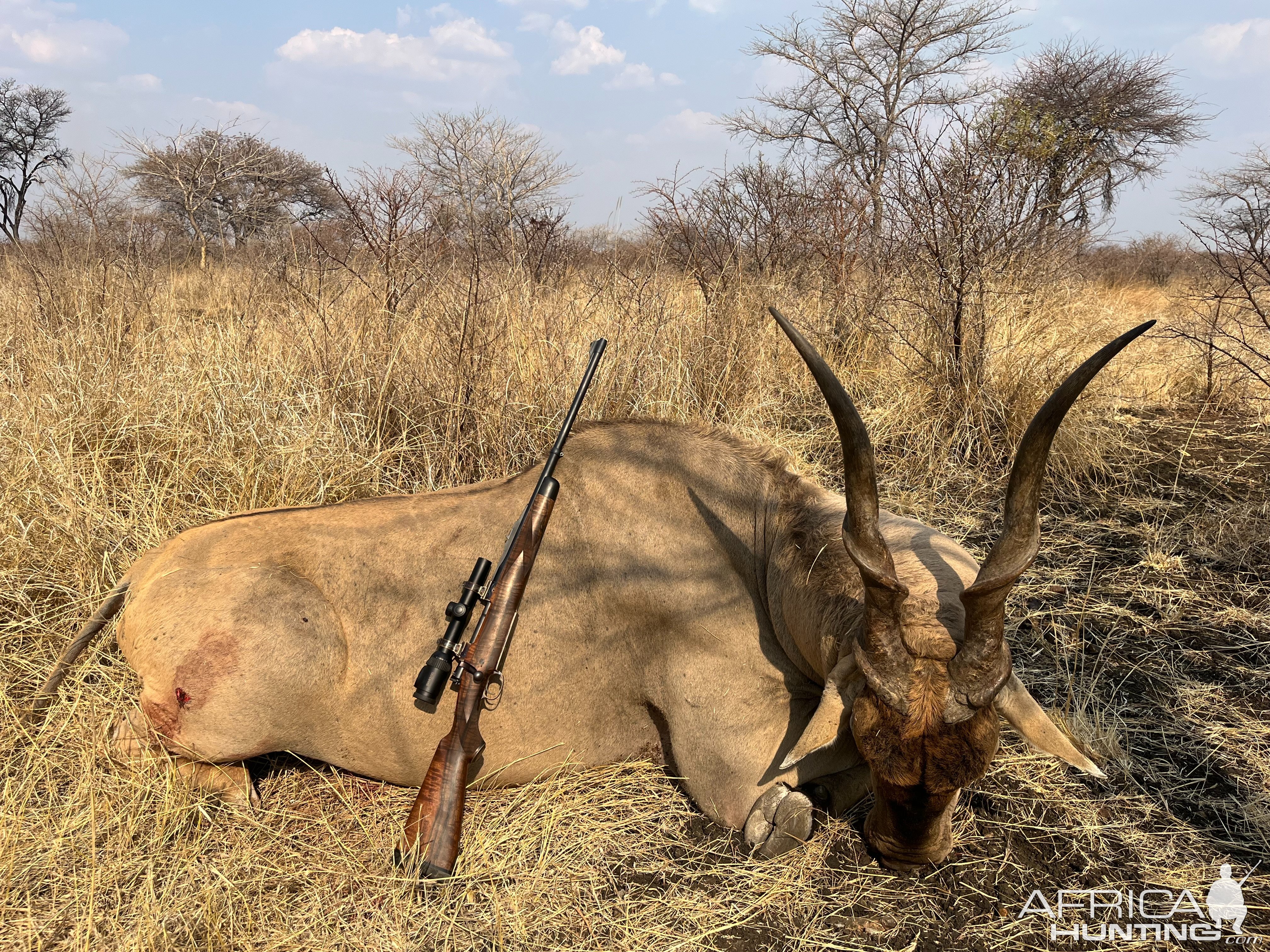 42 Inch Eland Hunt Zimbabwe