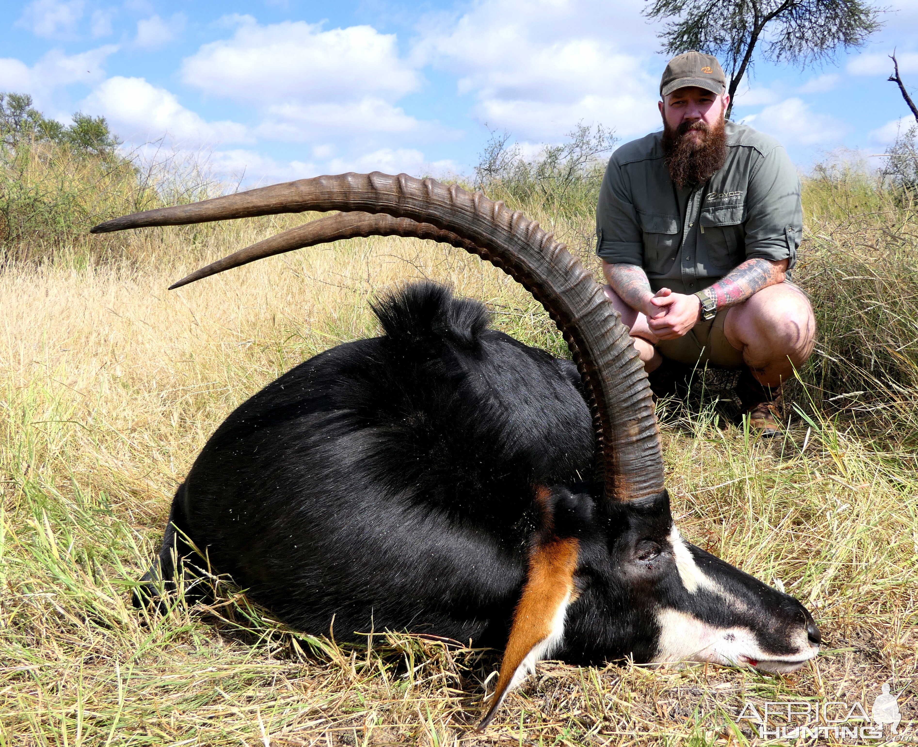 43 Inch Sable Bull Hunt