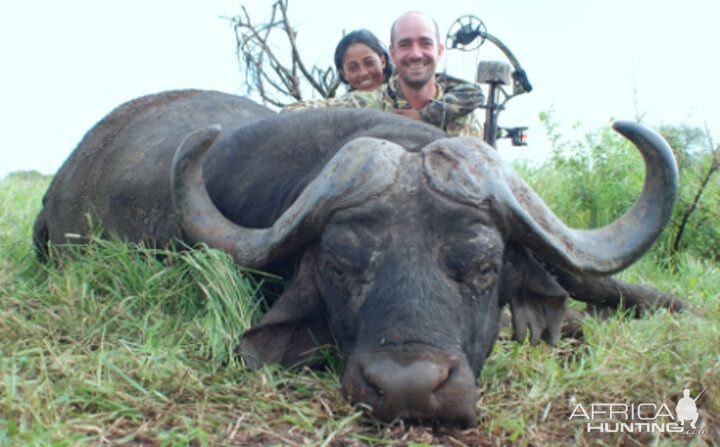 43 inches Cape Buffalo hunted in Mozambique