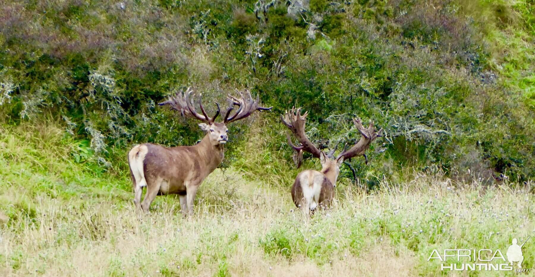 430" Inch Red Stag in New Zealand