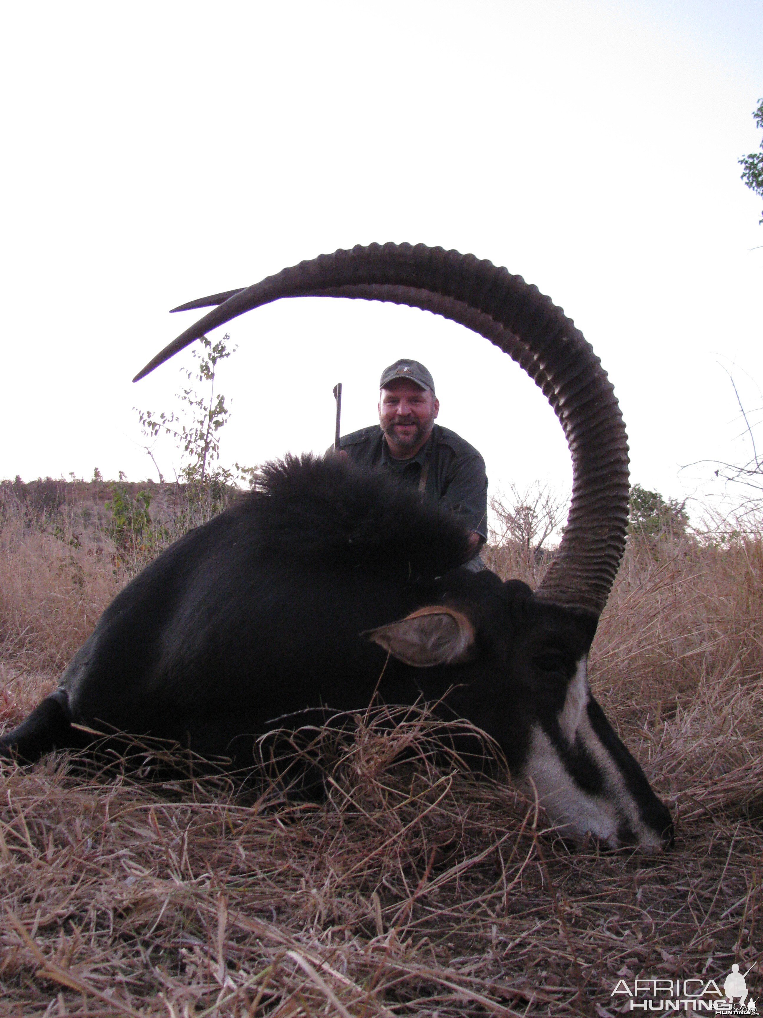 44" Sable