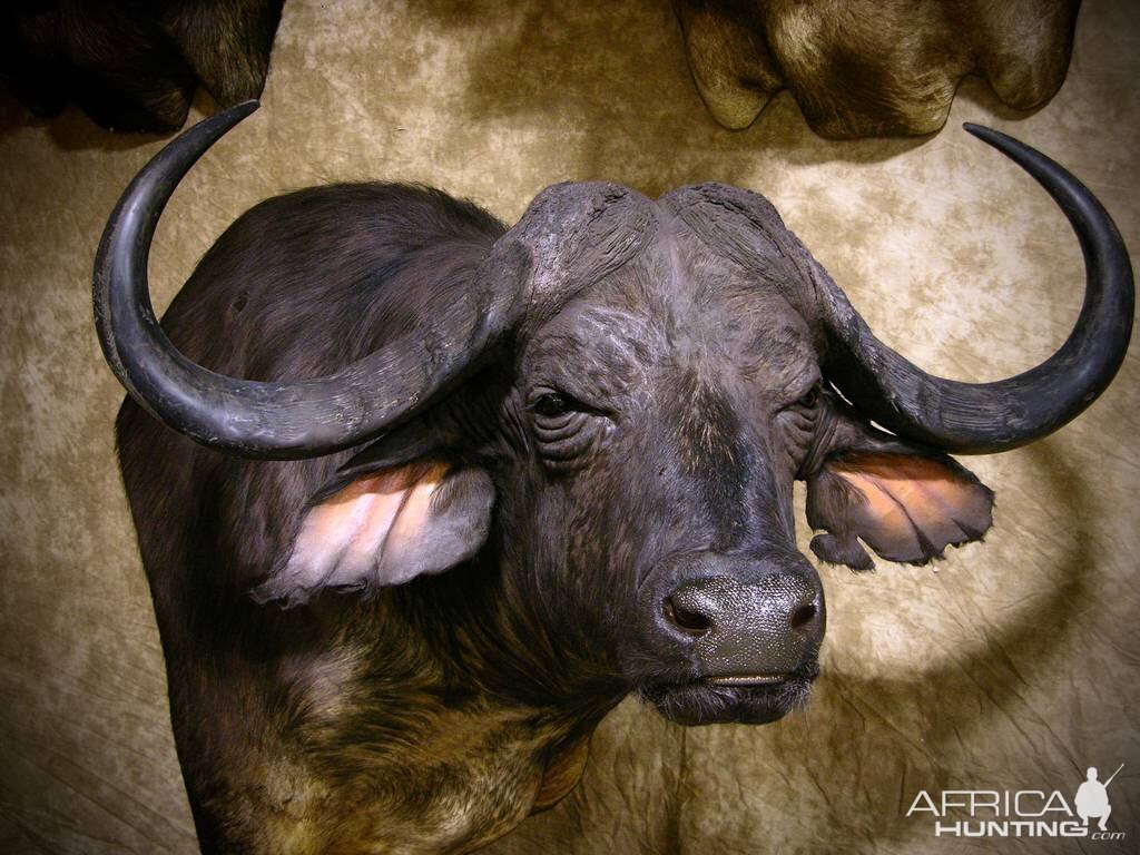 45" Cape Buffalo Shoulder Mount Taxidermy