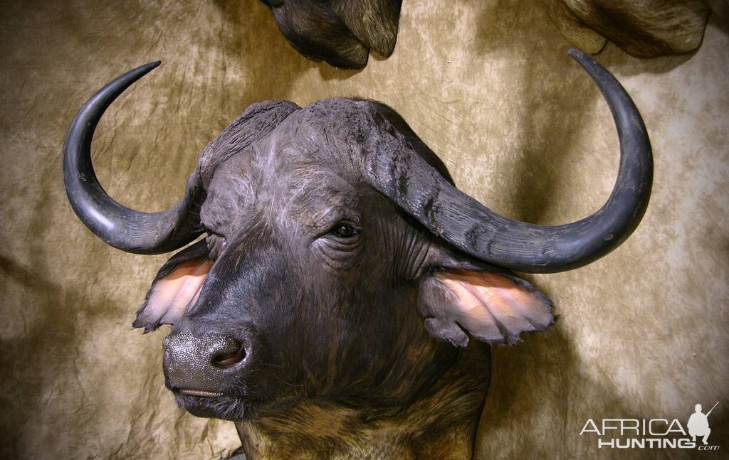 45" Cape Buffalo Shoulder Mount Taxidermy