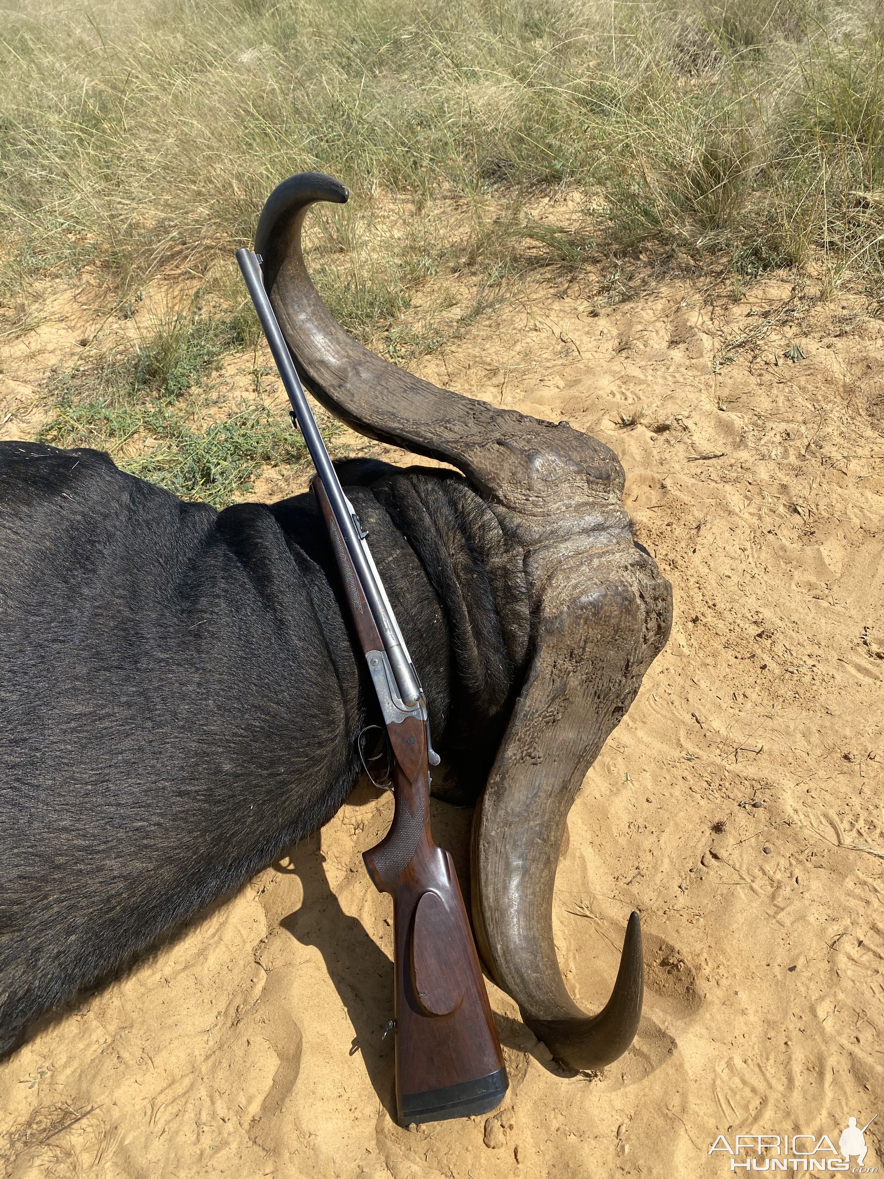 45 Inch Buffalo Hunt