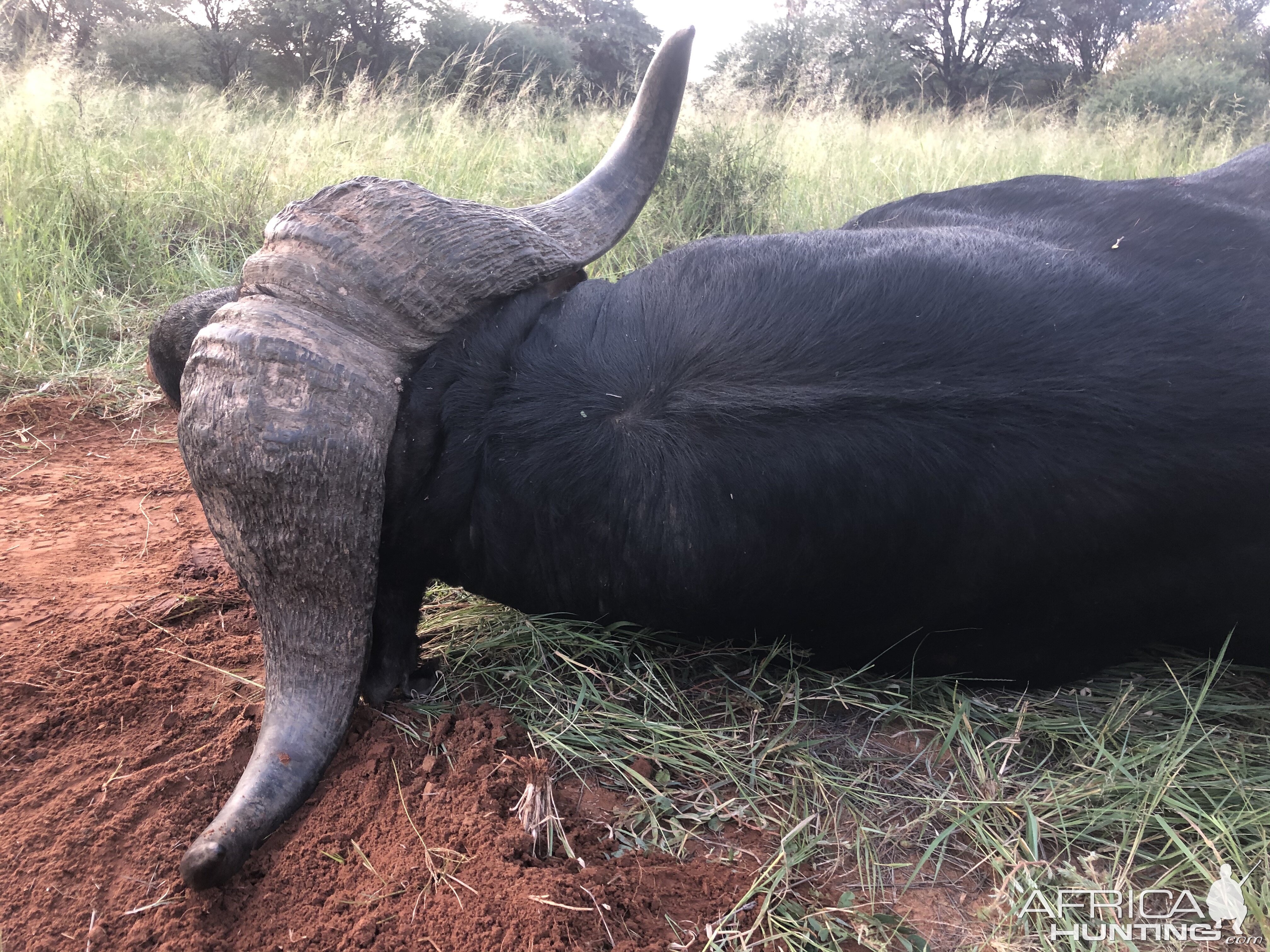 45" Inch Buffalo Hunting South Africa