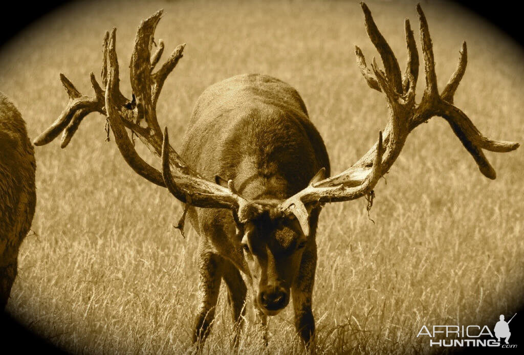 450" Inch Red Stag in New Zealand