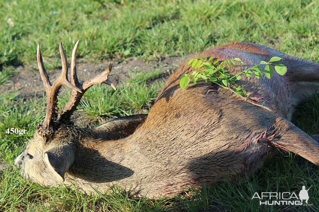 450gr. Roe Deer