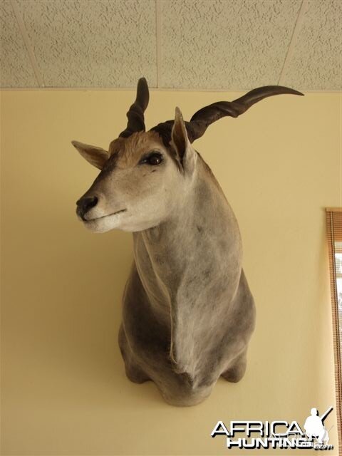 46" Cape Eland shoulder mount