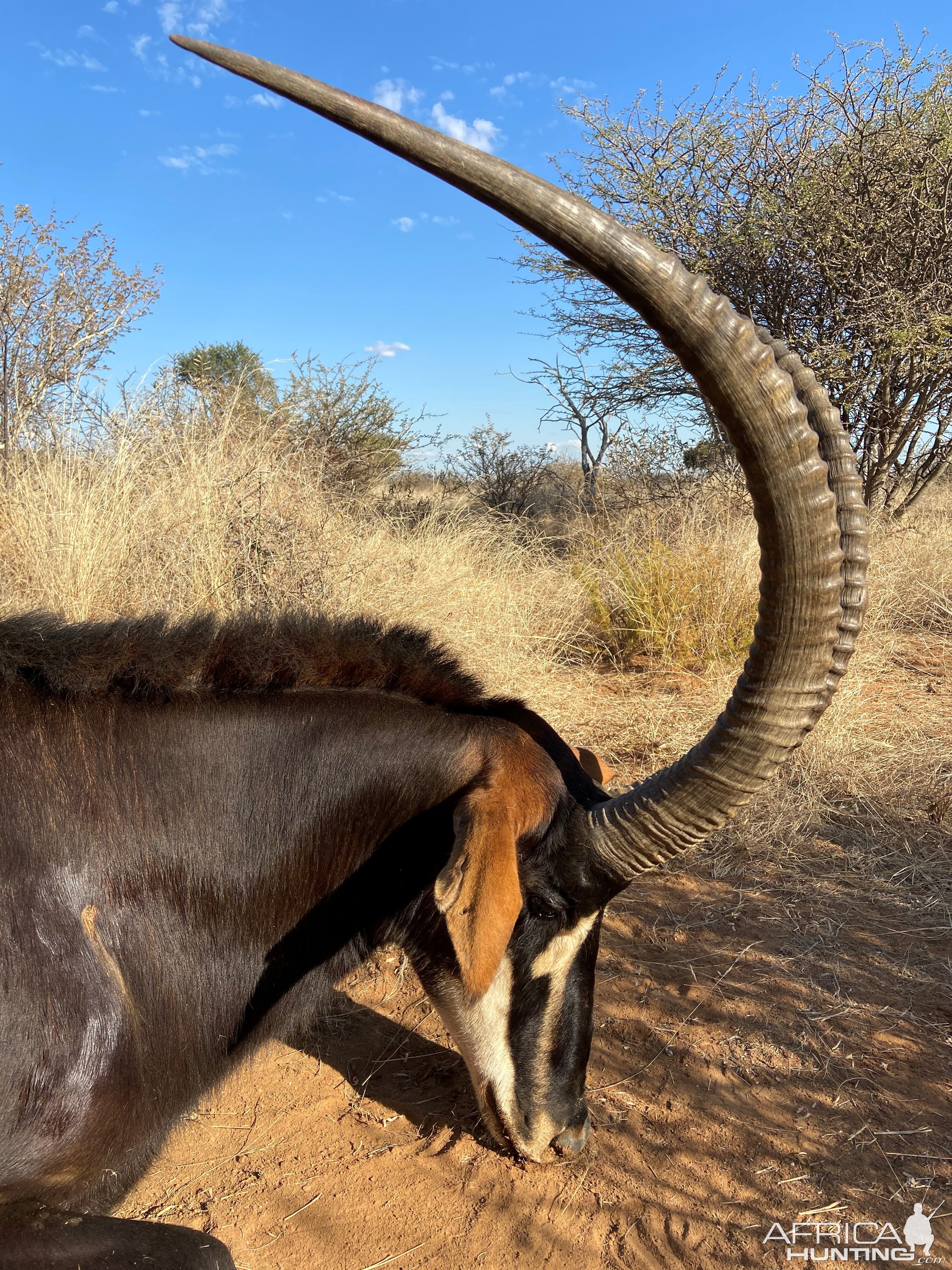 46 Inch Sable Hunt South Africa