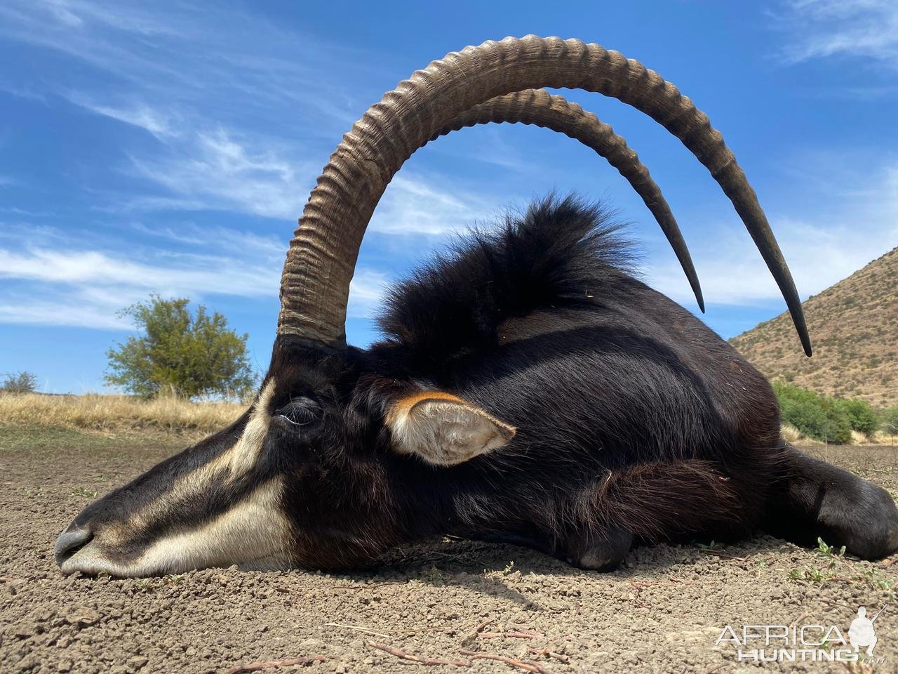 46 Inch Sable Hunt South Africa