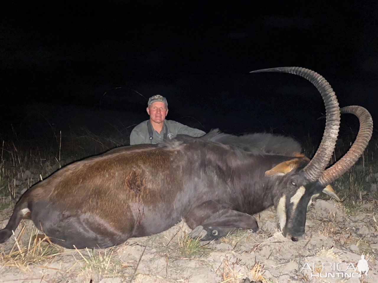 47.25 Inch Sable Hunt Zambia