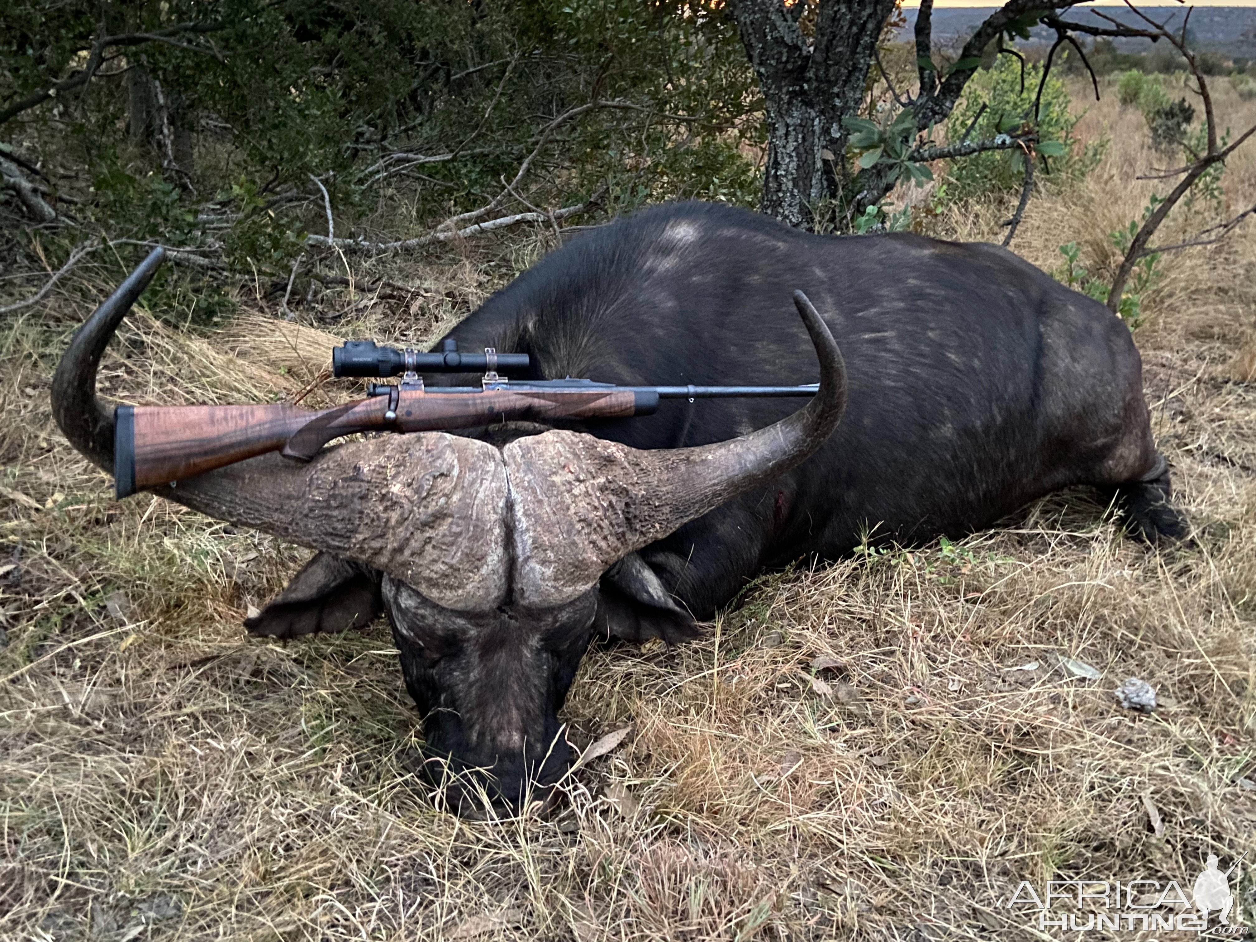 47.5 Inch Buffalo Hunt