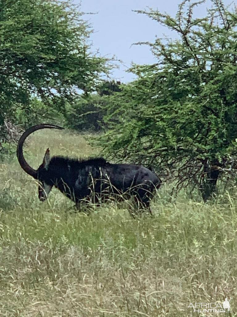 47" Inch Sable Antelope South Africa