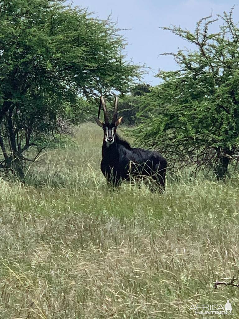 47" Inch Sable Antelope South Africa