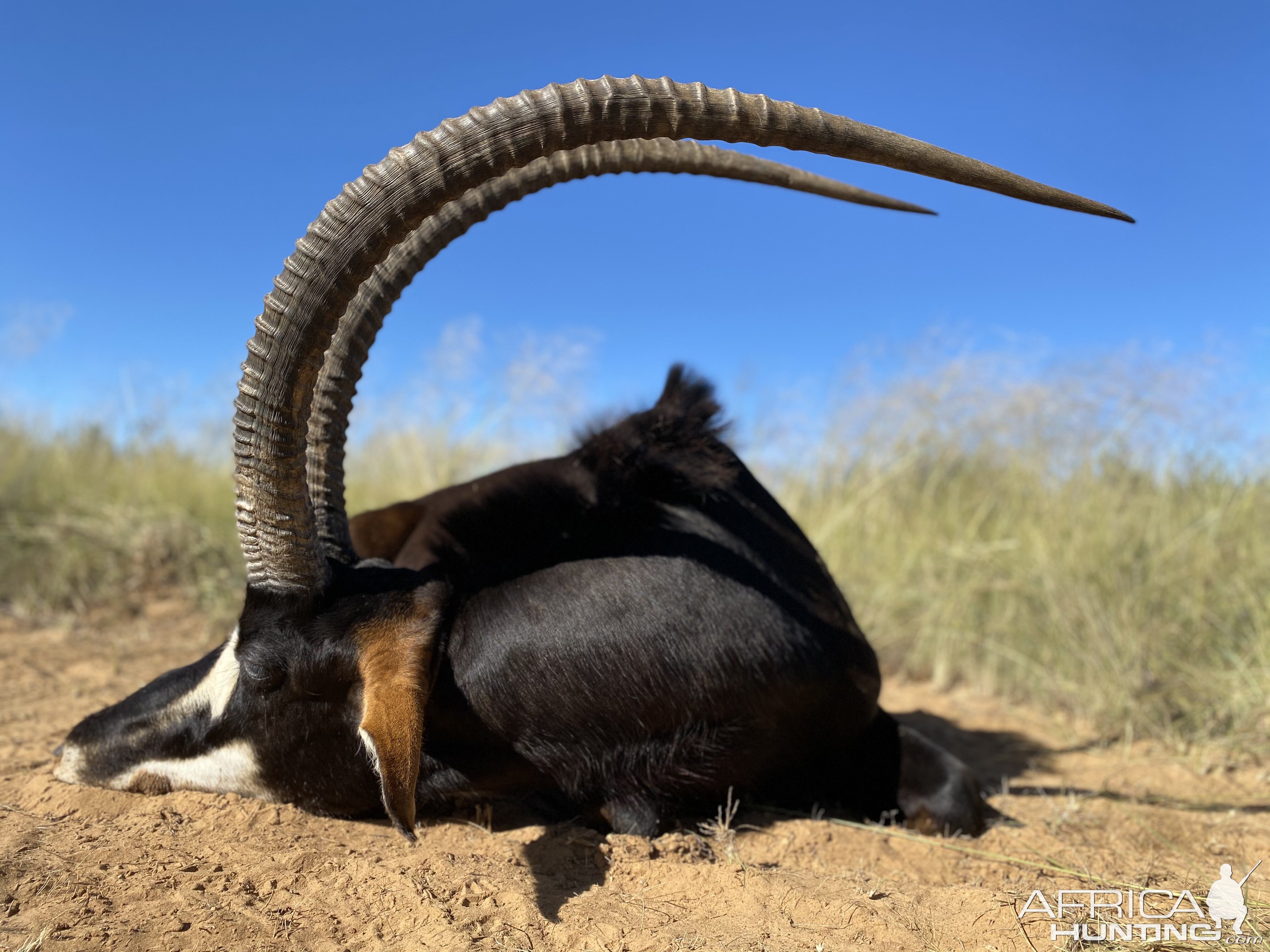 47 Inch Sable Hunt